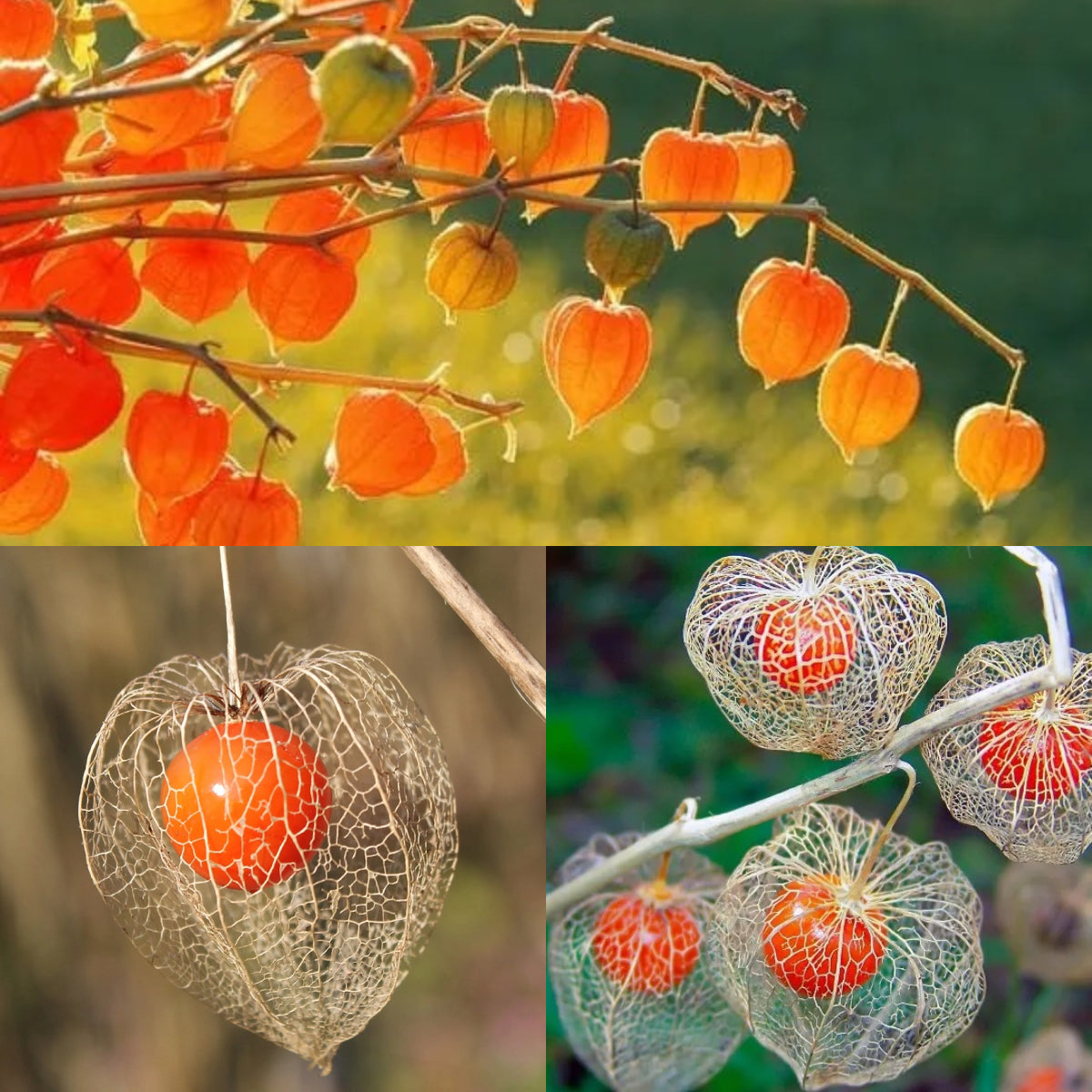 🎉65% OFF💥🔥Lantern Cherry Seeds🍓🍒Winter Ground Cherry-Strawberry Ground Cherry