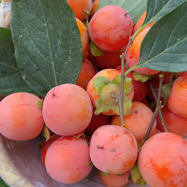 🍊 Fire Crystal Persimmon: The Honey-Sweet, Juicy Fruit That High-Yielding!