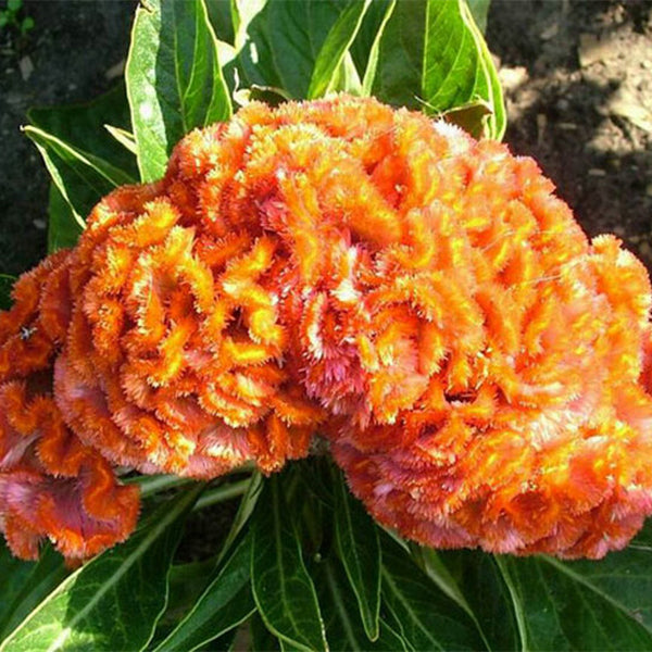 100pcs DWARF CORAL GARDEN MIX COCKSCOMB🌿CELOSIA CRISTATA