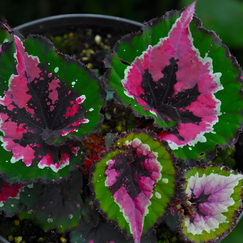 BEGONIA ESCARGOT SEEDS