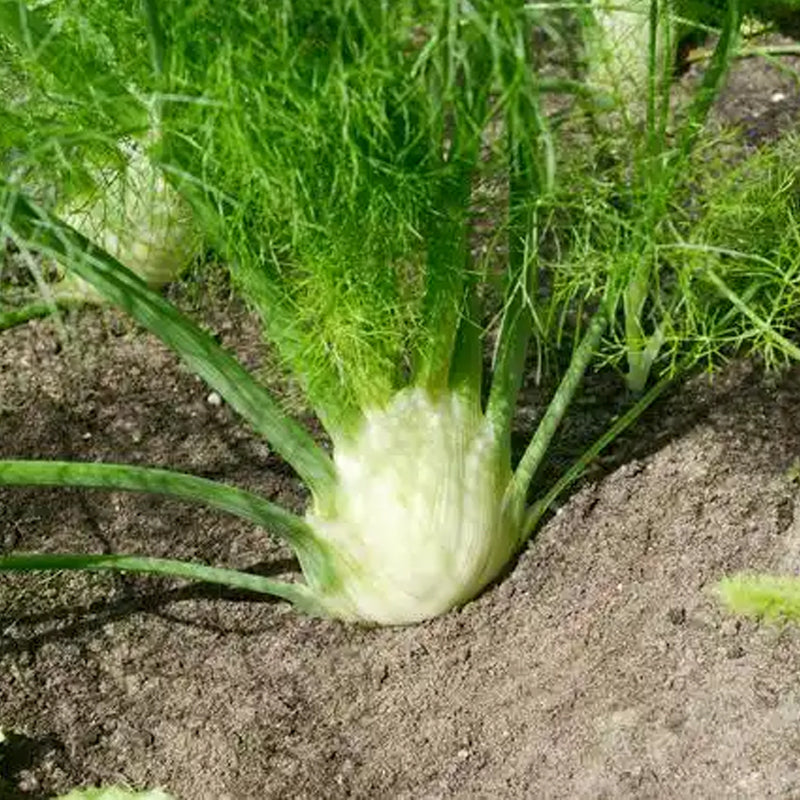 Bulbing Fennel Seeds