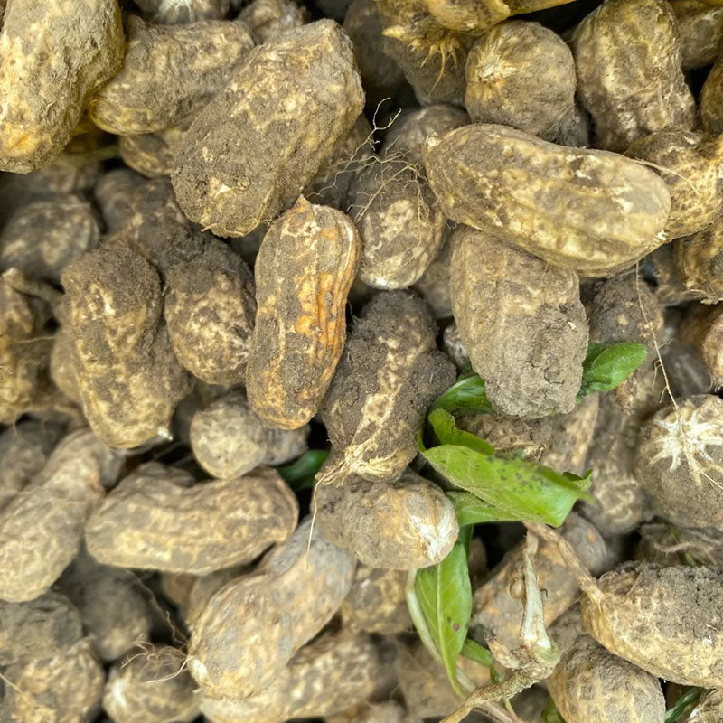HIGH-YIELD & PREMIUM-QUALITY PEANUTS SEEDS