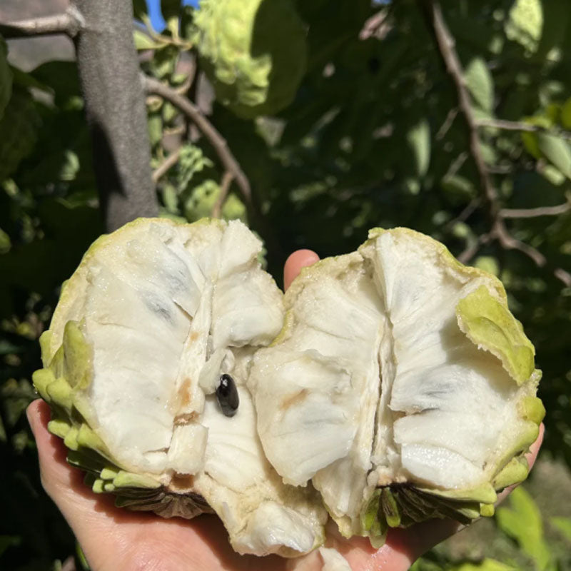 SUGAR APPLE SEEDS