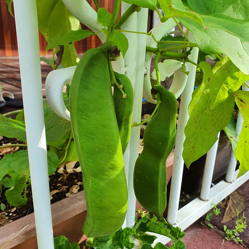 CANAVALIA ENSIFORMIS SEEDS