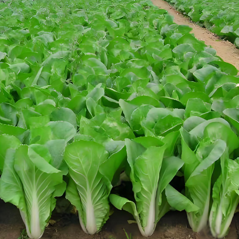 ALPINE BOK CHOY SEEDS