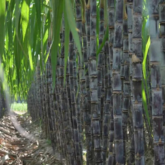 🌿🌱Winter Plantable – ✨High Germination Seeds (CP 72-2086) ✨ for Easy Home Gardens 🌿!