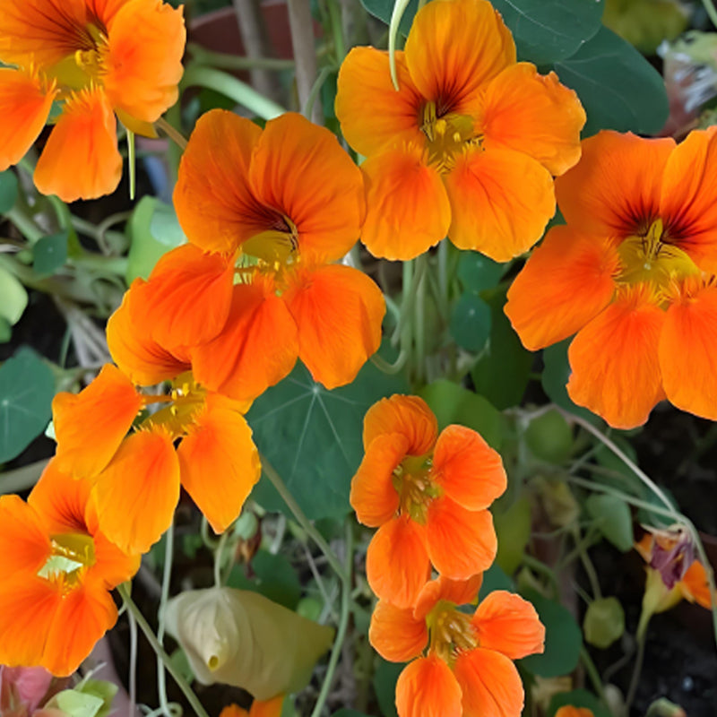NASTURTIUM SEEDS