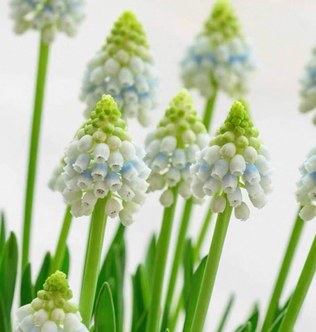 🔥King of Flowers👑 Grape Hyacinth