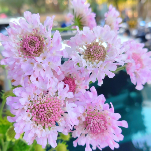 Scabiosa Comosa Seeds
