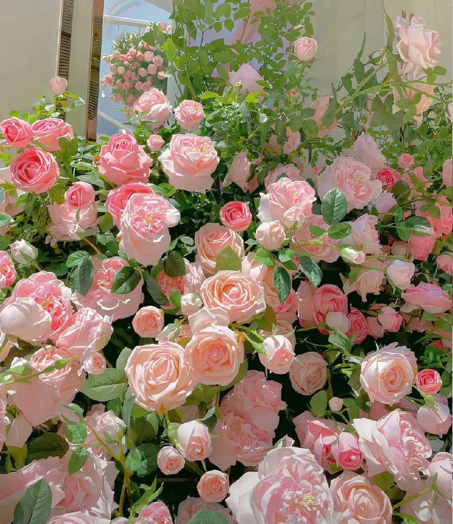 🔥Climbing Rose Seeds🌺