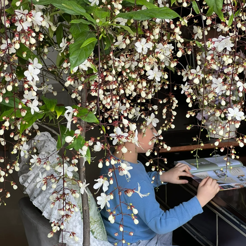 ๐You Are My Life-Weeping Jasmine Flowers Seeds