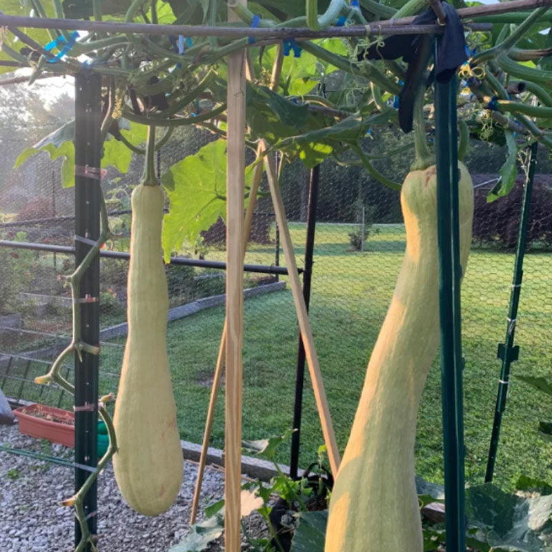 🥒MEAT LOFOAH SEEDS