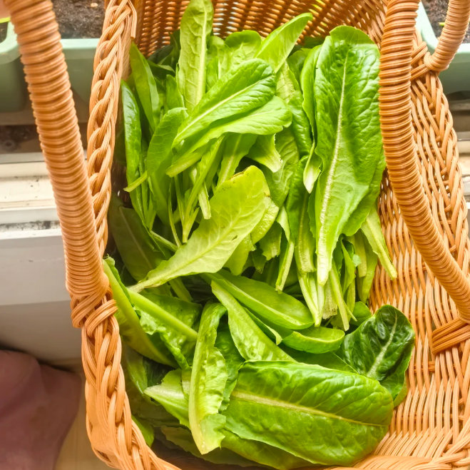 Peacock Cabbage seeds