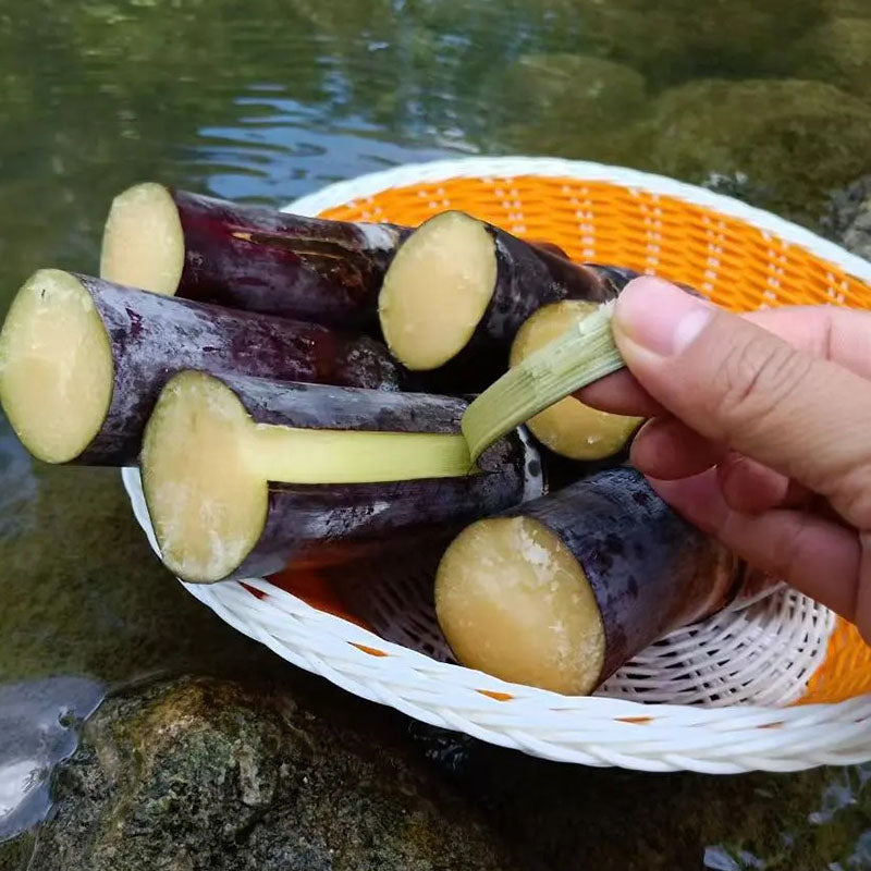 π± Grow Your Own Sugarcane β High Germination Seeds β¨ for Easy Home Gardens πΏ!