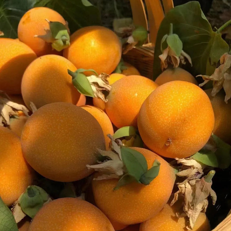 COLOMBIAN PASSION FRUIT SEEDS