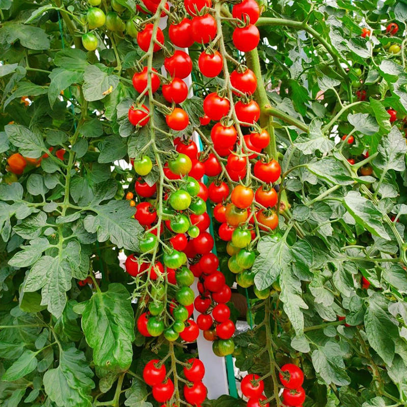 Small tomatoes with big personalities 🌈 Black • Gold • Blush varieties