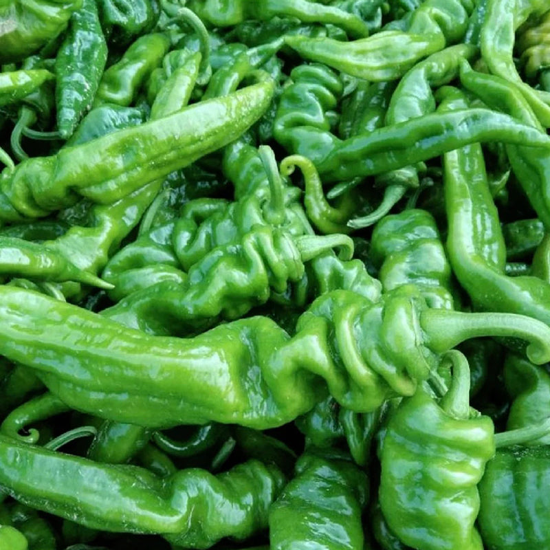 SPIRAL CHILI SEEDS