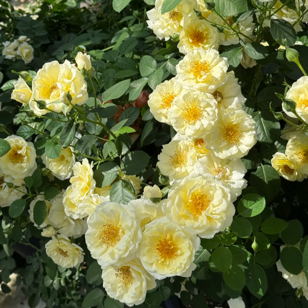 Cuteness overload! 🍳 The Fried Egg Rose seeds— the breakfast star of the flower world!