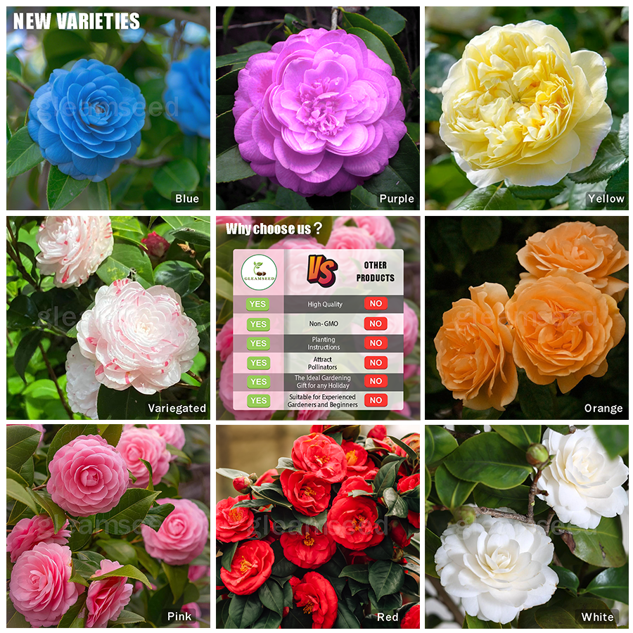 Camellia Flower Seeds – 8 Romantic Colors, Winter Blooming Beauty