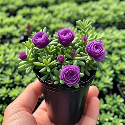 Double-flowered Rose Orchid Bulbs-Cold-resistant and fragrant