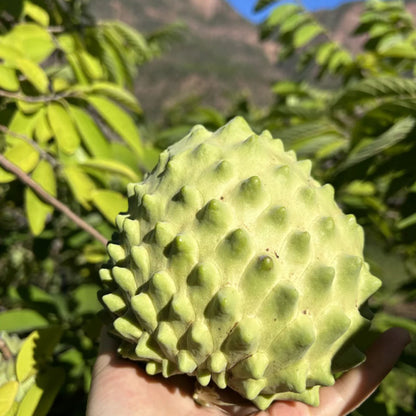 SUGAR APPLE  SEEDS
