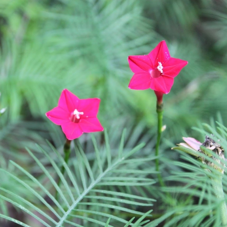 🌼 Cypress Vine-Climbing Vine Seeds