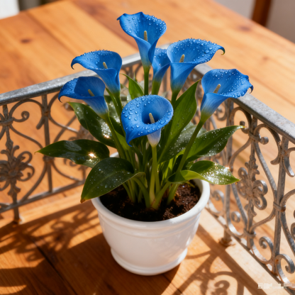 🌿 Easy-to-grow Calla Lily bulbs | Available in multiple colors and lasting bloom