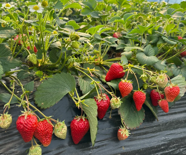 Sweet Dreamland Strawberry Cream Seeds – Premium Quality for a Sweet Harvest