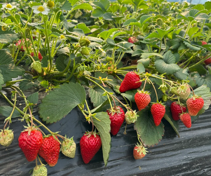 Sweet Dreamland Strawberry Cream Seeds – Premium Quality for a Sweet Harvest