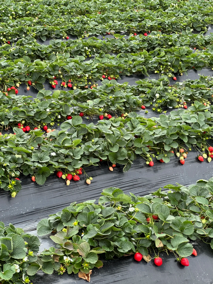 Sweet Dreamland Strawberry Cream Seeds – Premium Quality for a Sweet Harvest