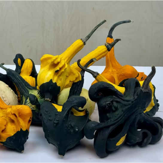 🎃 Mexican Gourd Pumpkin Seeds – Nature’s One-of-a-Kind Art!