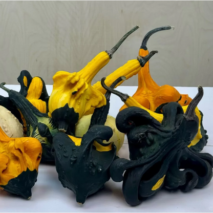 🎃 Mexican Gourd Pumpkin Seeds – Nature’s One-of-a-Kind Art!