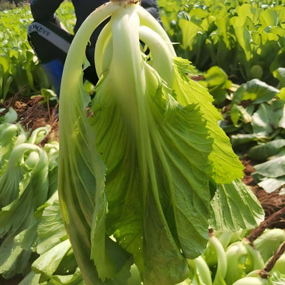 🥬LEAF MUSTARD SEEDS