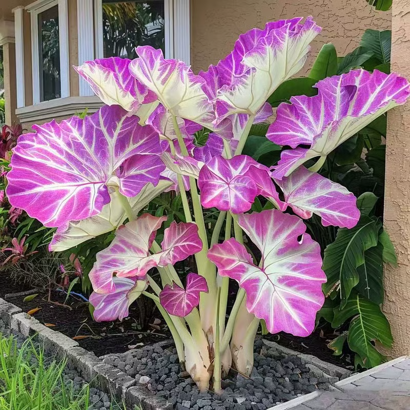 💰Special Offer [50% OFF] 🌿Rare Hosta Seeds