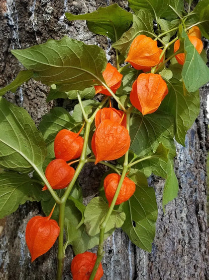 🎉65% OFF💥🔥Lantern Cherry Seeds🍓🍒Winter Ground Cherry-Strawberry Ground Cherry