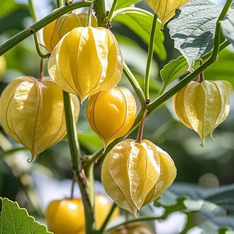 Creamy Maiden Fruit Seeds