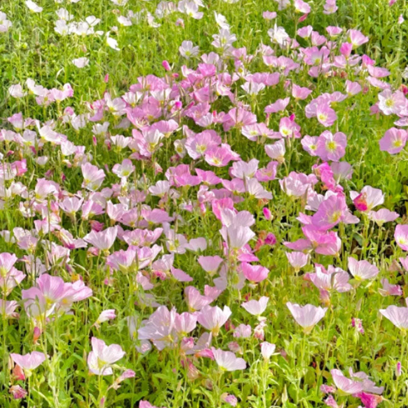 EVENING PRIMROSE SEEDS