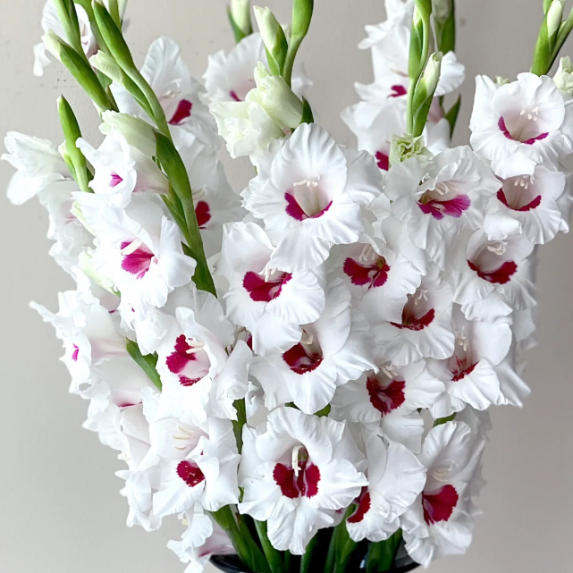 💐 Easy to Grow, Stunning to See — Gladiolus Bulbs
