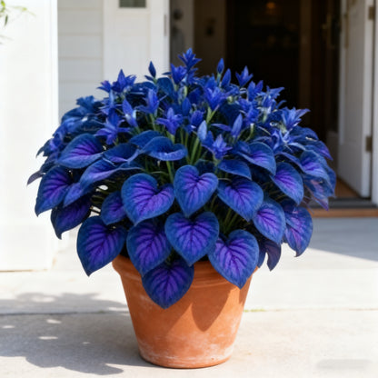🌿Final Hours $8.99 – Rare Hosta