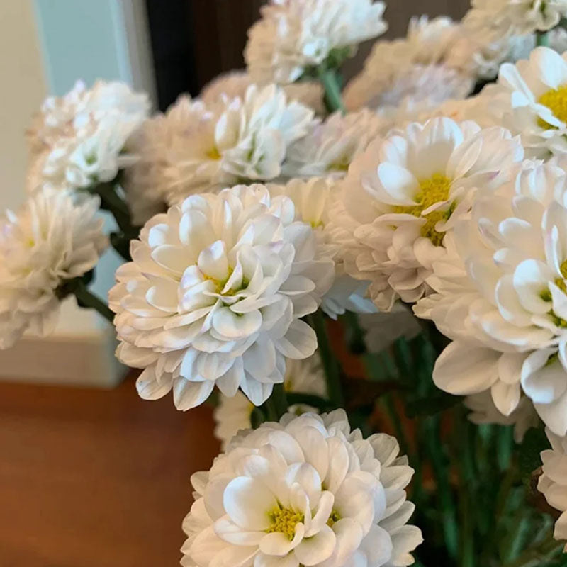 CANDY CHRYSANTHEMUM SEEDS