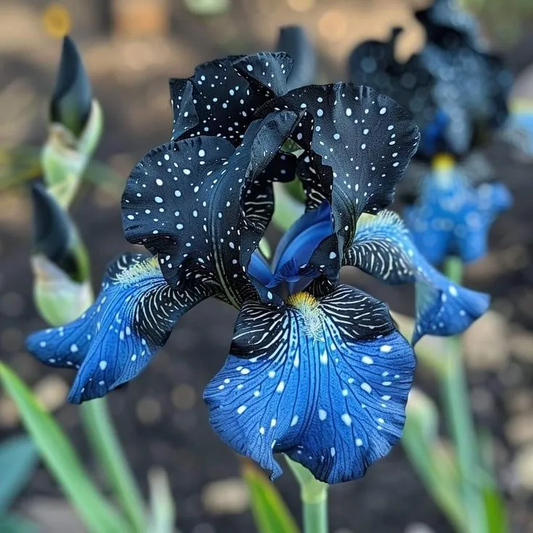 Rare Iris Bulbs⚜️ # Silver Shimmer