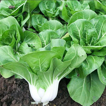 ALPINE BOK CHOY SEEDS