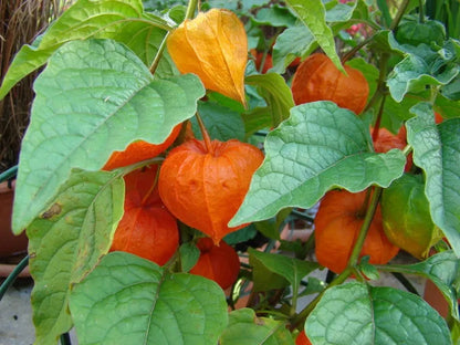 🎉65% OFF💥🔥Lantern Cherry Seeds🍓🍒Winter Ground Cherry-Strawberry Ground Cherry