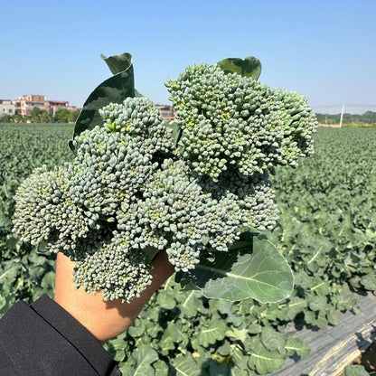 BROCCOLI RABE SEEDS