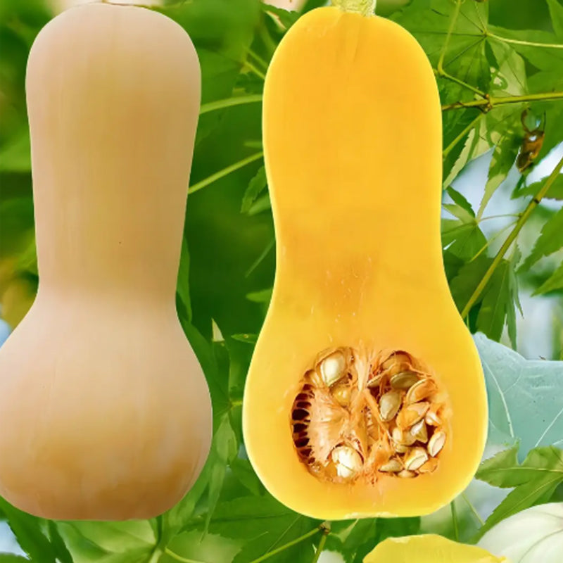 SWEET CREAM PUMPKIN SEEDS