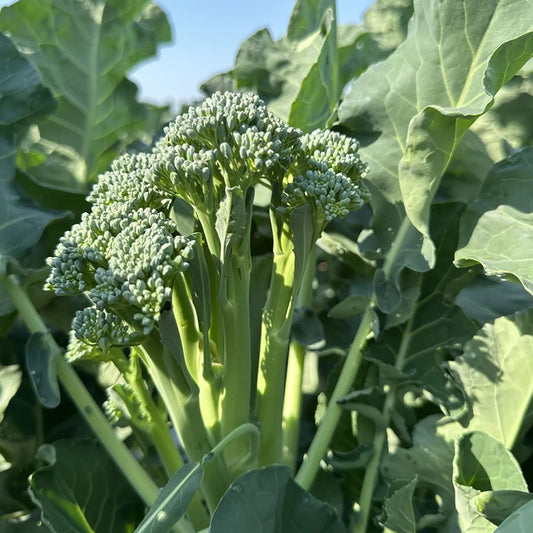 🌱 Broccoli Rabe Seeds – Harvest Tender Shoots in Just 30 Days