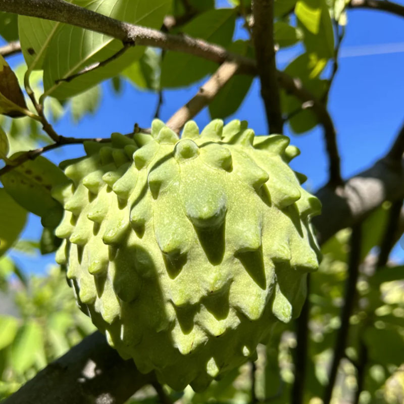 SUGAR APPLE  SEEDS