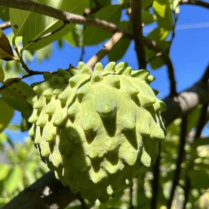 SUGAR APPLE  SEEDS