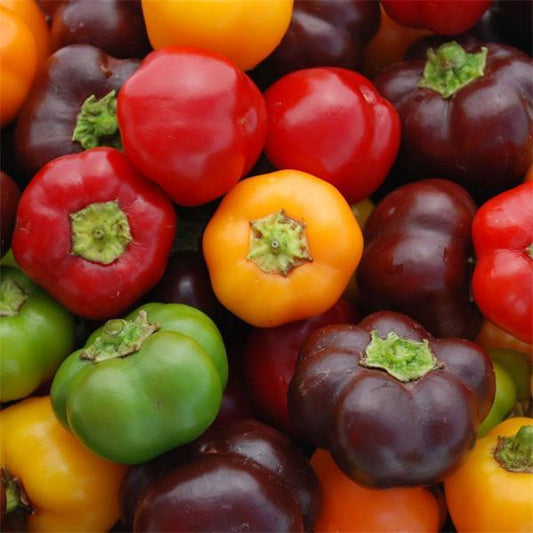 Pepper Mini Bell Chocolate Organic Seeds