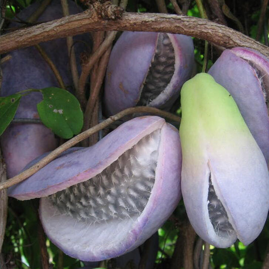 AKEBIA QUINATA SEEDS